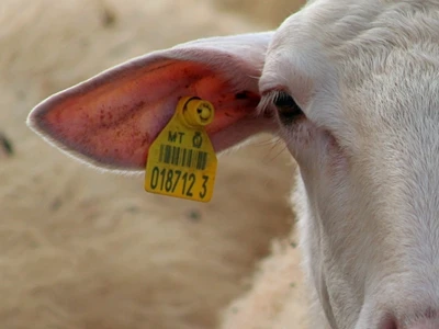 Minnesota Implements New RFID Ear Tag Regulations